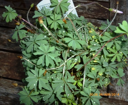 [Foto de planta, jardin, jardineria]
