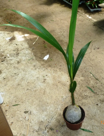 [Foto de planta, jardin, jardineria]