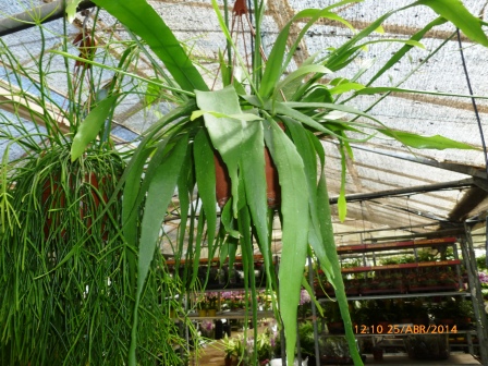 [Foto de planta, jardin, jardineria]