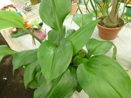 [Foto de planta, jardin, jardineria]