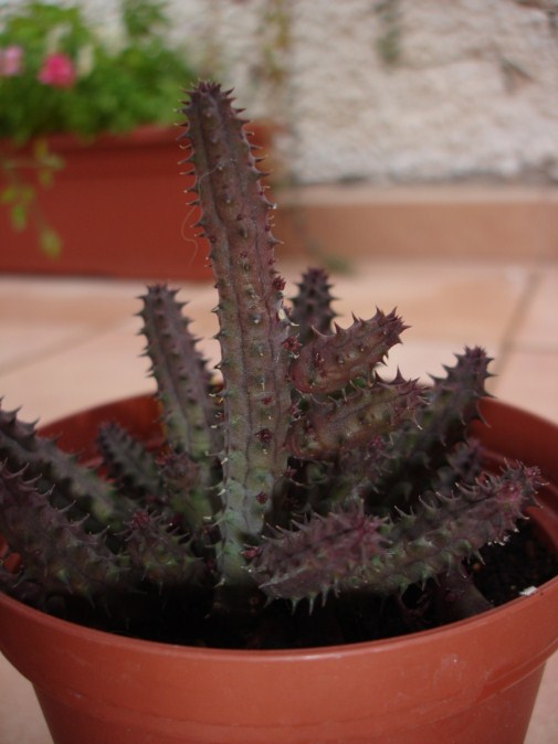 [Foto de planta, jardin, jardineria]