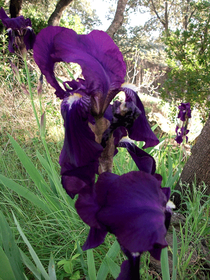 [Foto de planta, jardin, jardineria]