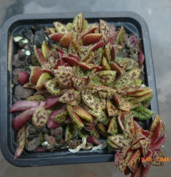 [Foto de planta, jardin, jardineria]