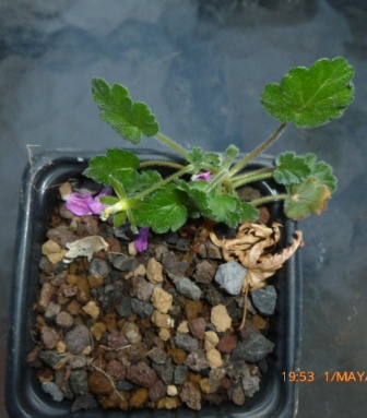 [Foto de planta, jardin, jardineria]