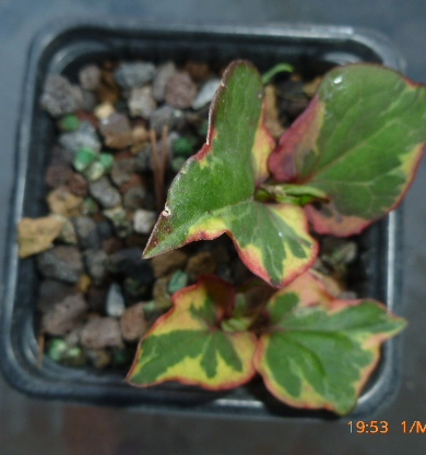 [Foto de planta, jardin, jardineria]