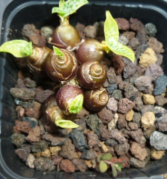 [Foto de planta, jardin, jardineria]