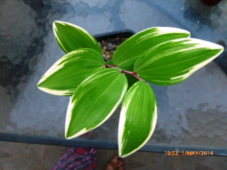 [Foto de planta, jardin, jardineria]