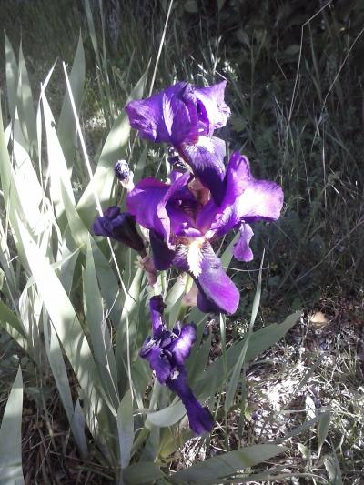 [Foto de planta, jardin, jardineria]