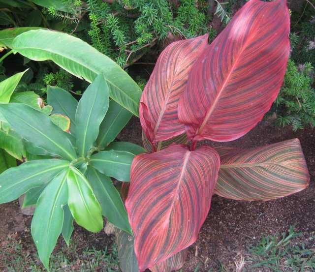 [Foto de planta, jardin, jardineria]