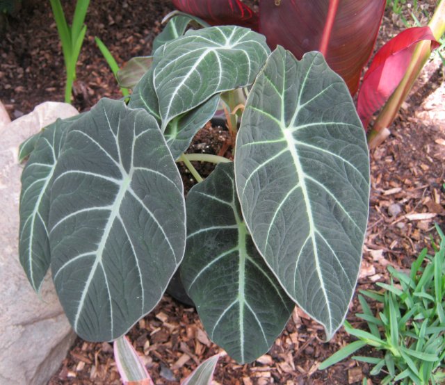 [Foto de planta, jardin, jardineria]