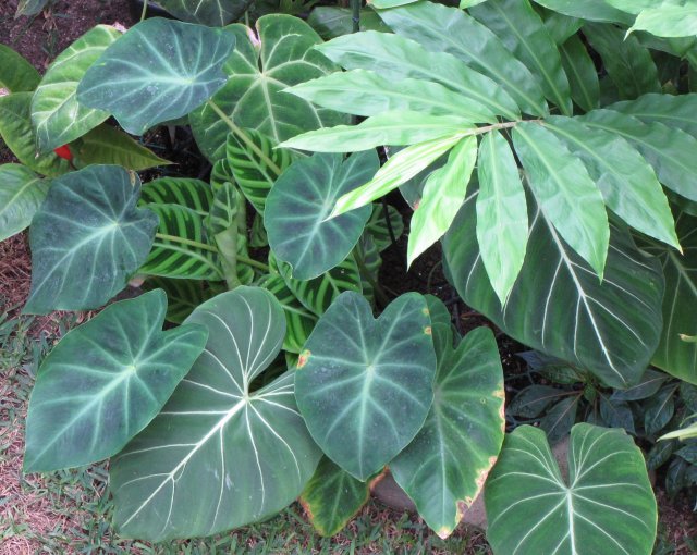 [Foto de planta, jardin, jardineria]
