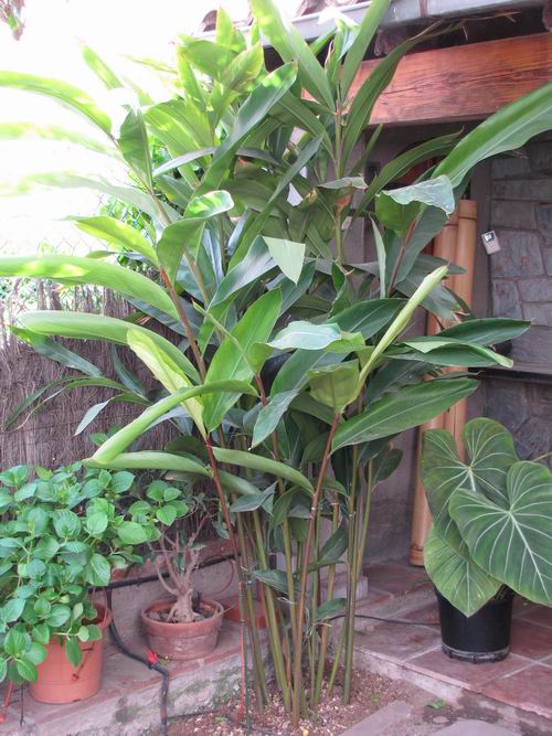 [Foto de planta, jardin, jardineria]