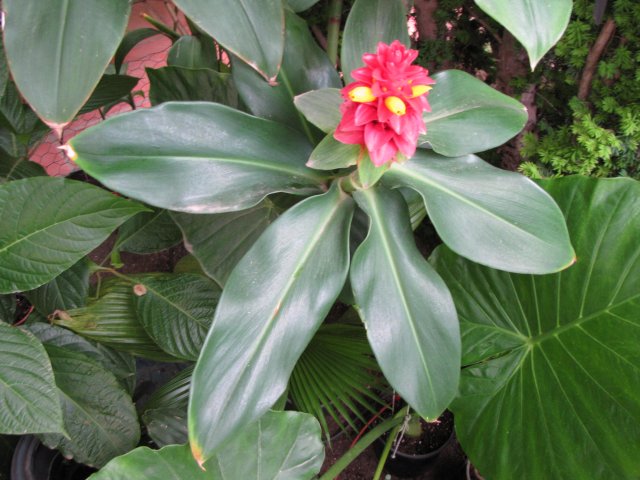 [Foto de planta, jardin, jardineria]