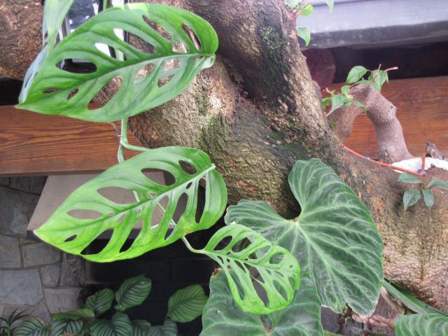 [Foto de planta, jardin, jardineria]