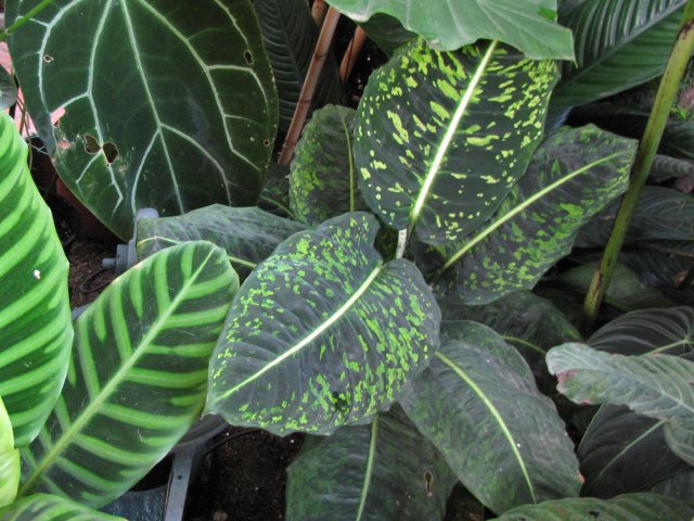 [Foto de planta, jardin, jardineria]