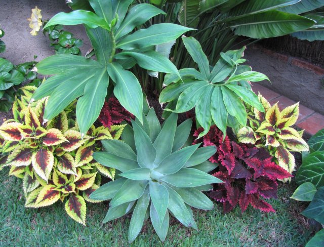 [Foto de planta, jardin, jardineria]