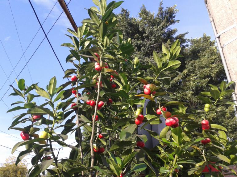 [Foto de planta, jardin, jardineria]