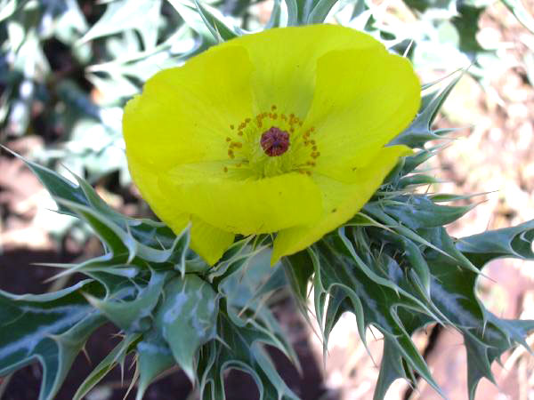 [Foto de planta, jardin, jardineria]