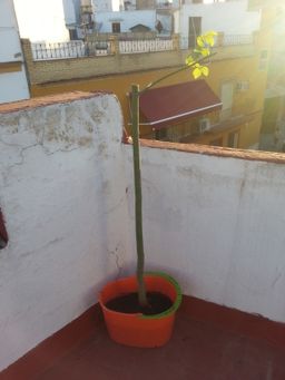 [Foto de planta, jardin, jardineria]