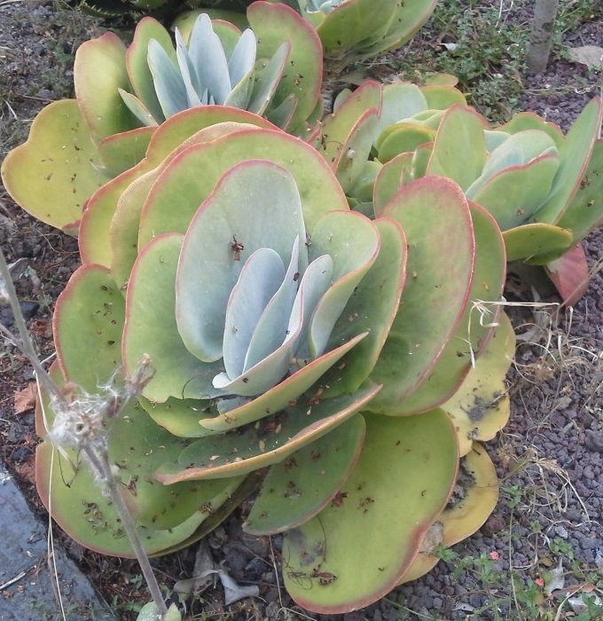 [Foto de planta, jardin, jardineria]
