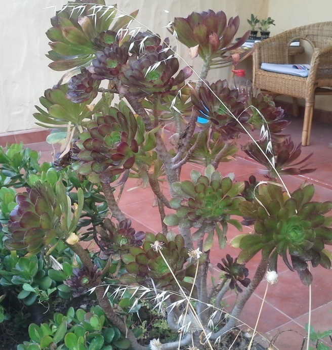 [Foto de planta, jardin, jardineria]