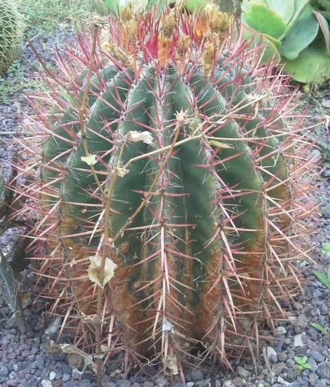 [Foto de planta, jardin, jardineria]