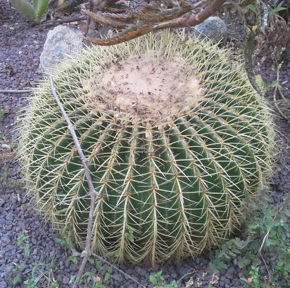 [Foto de planta, jardin, jardineria]