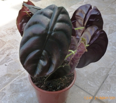 [Foto de planta, jardin, jardineria]