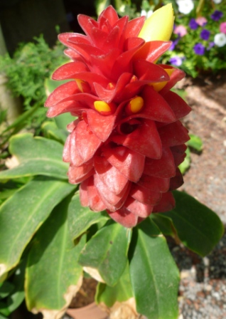 [Foto de planta, jardin, jardineria]