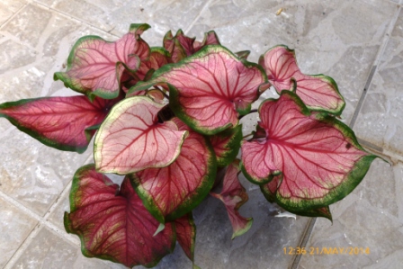 [Foto de planta, jardin, jardineria]