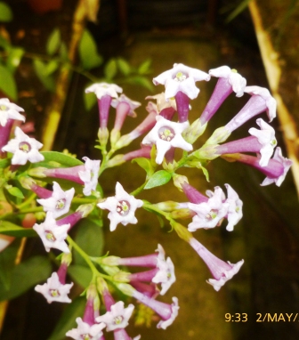 [Foto de planta, jardin, jardineria]