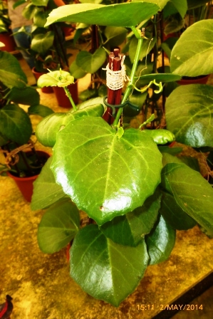 [Foto de planta, jardin, jardineria]