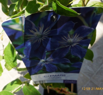 [Foto de planta, jardin, jardineria]