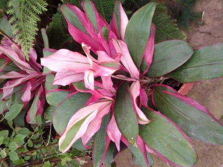 [Foto de planta, jardin, jardineria]
