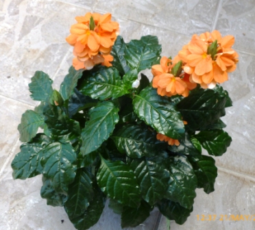 [Foto de planta, jardin, jardineria]