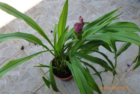 [Foto de planta, jardin, jardineria]