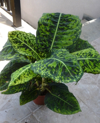 [Foto de planta, jardin, jardineria]