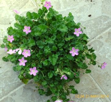 [Foto de planta, jardin, jardineria]