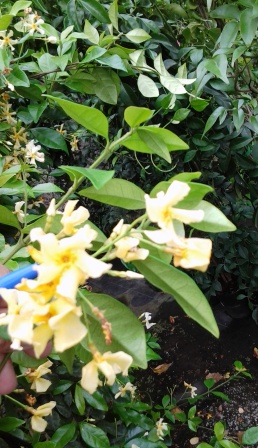 [Foto de planta, jardin, jardineria]
