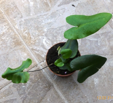 [Foto de planta, jardin, jardineria]