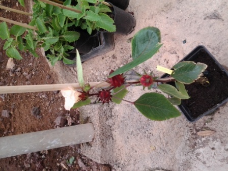 [Foto de planta, jardin, jardineria]
