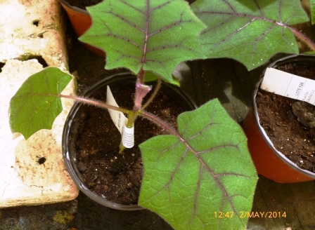 [Foto de planta, jardin, jardineria]