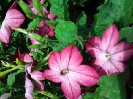 [Foto de planta, jardin, jardineria]