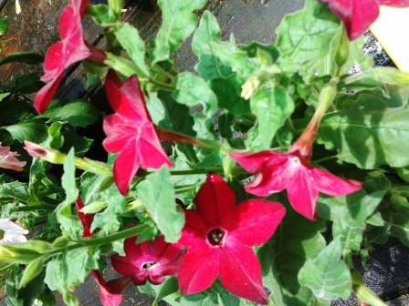 [Foto de planta, jardin, jardineria]