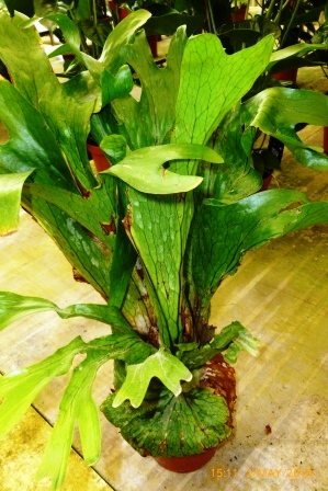 [Foto de planta, jardin, jardineria]