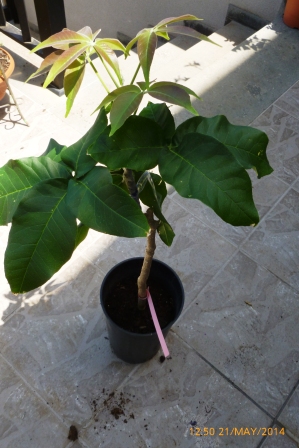 [Foto de planta, jardin, jardineria]