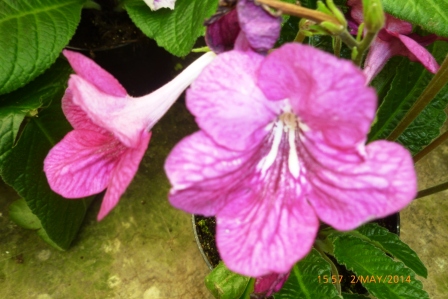 [Foto de planta, jardin, jardineria]