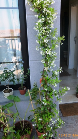 [Foto de planta, jardin, jardineria]