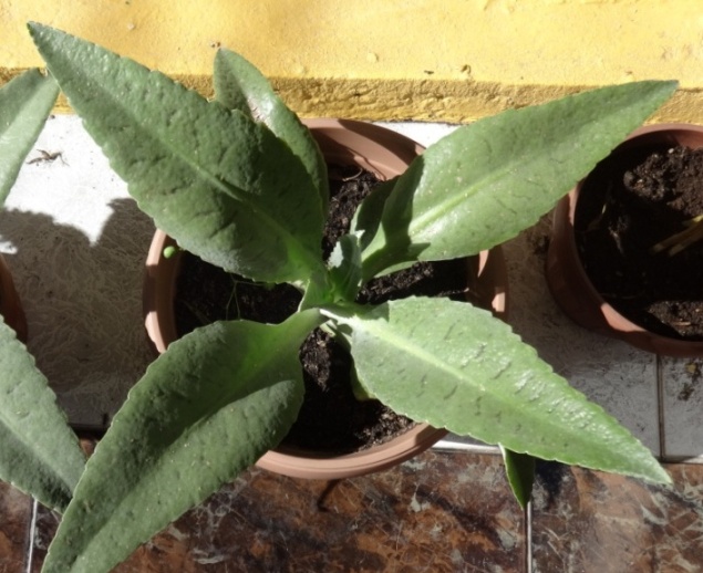 [Foto de planta, jardin, jardineria]