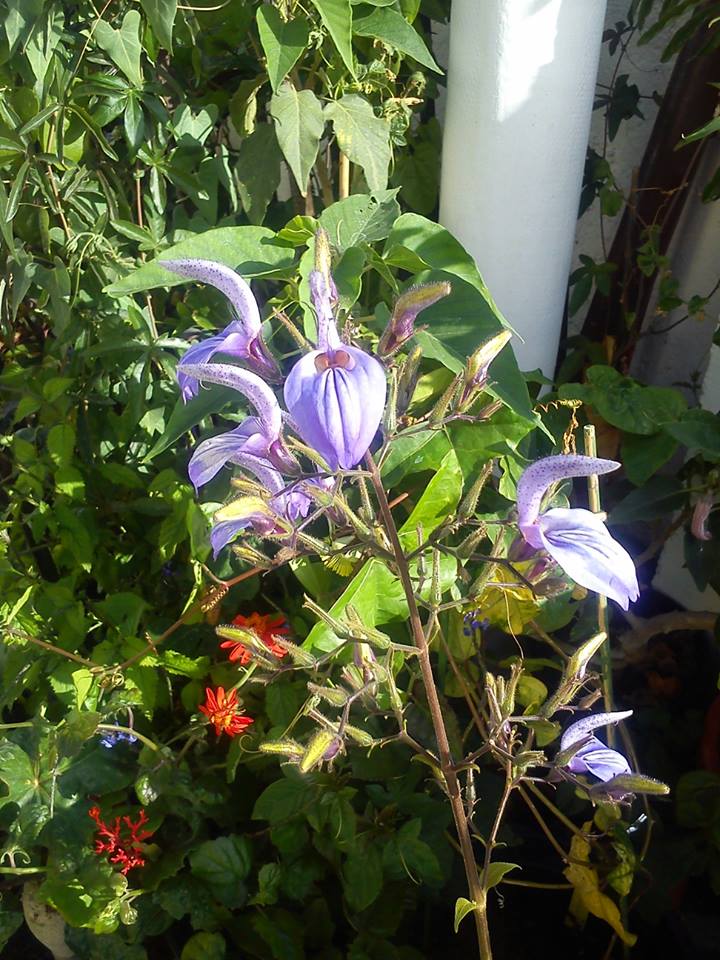 [Foto de planta, jardin, jardineria]